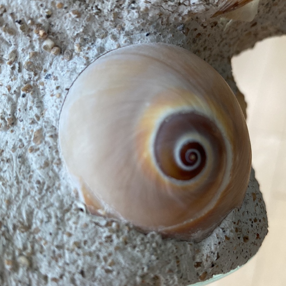Home Essentials Candle Holder Sea Shell - Picture 7 of 12